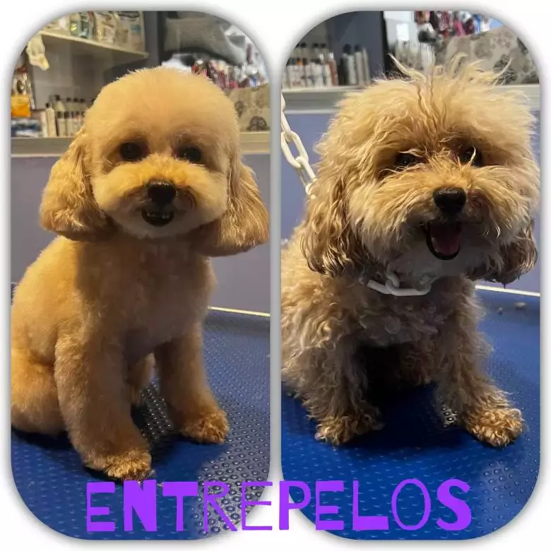 Entrepelos Peluquería Canina & Tienda · David Medina