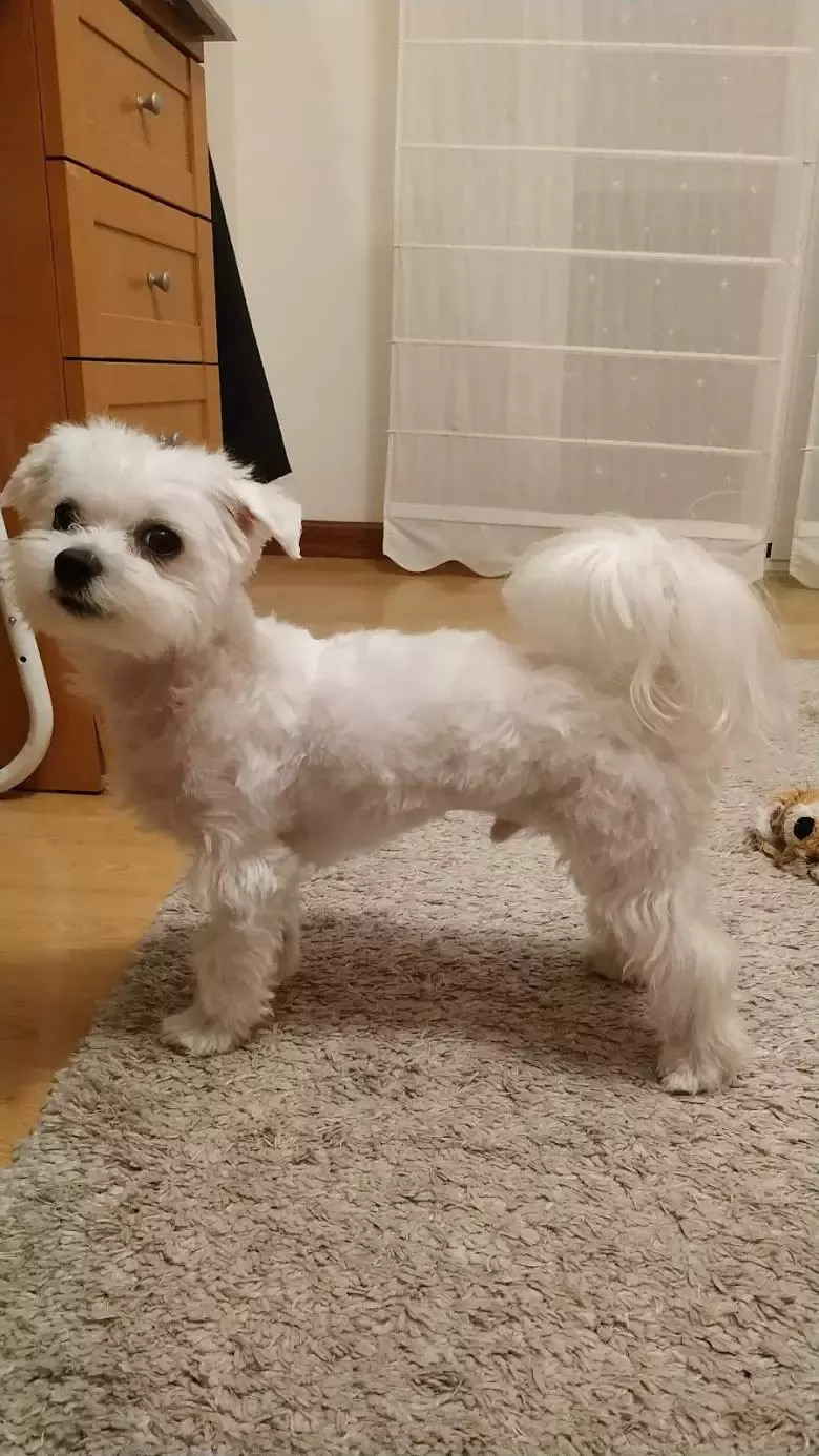 Ideafix Peluquería Canina