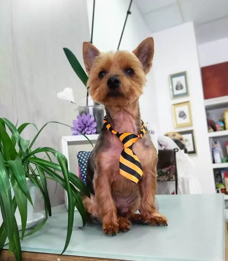 La Barbería de Teo Peluquería caninay felina