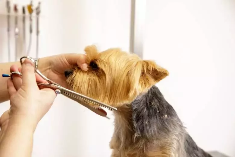 PeluquerÍa Canina Elena Chávarri