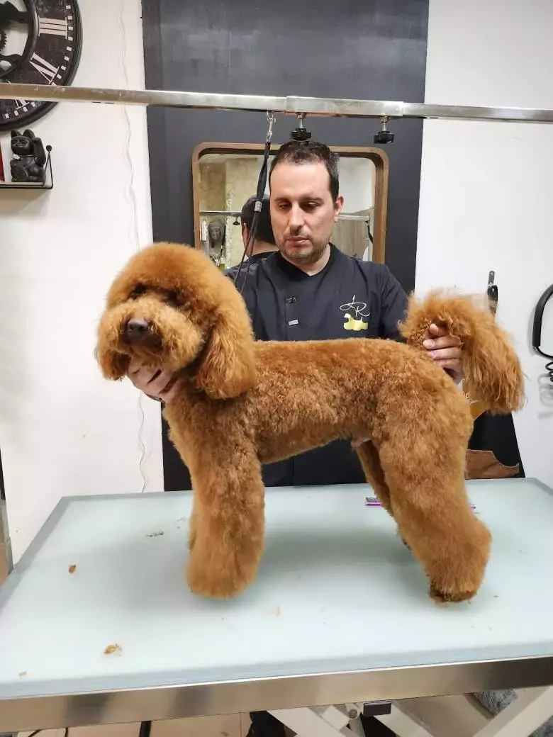 Peluquería Canina Jaime Rivera