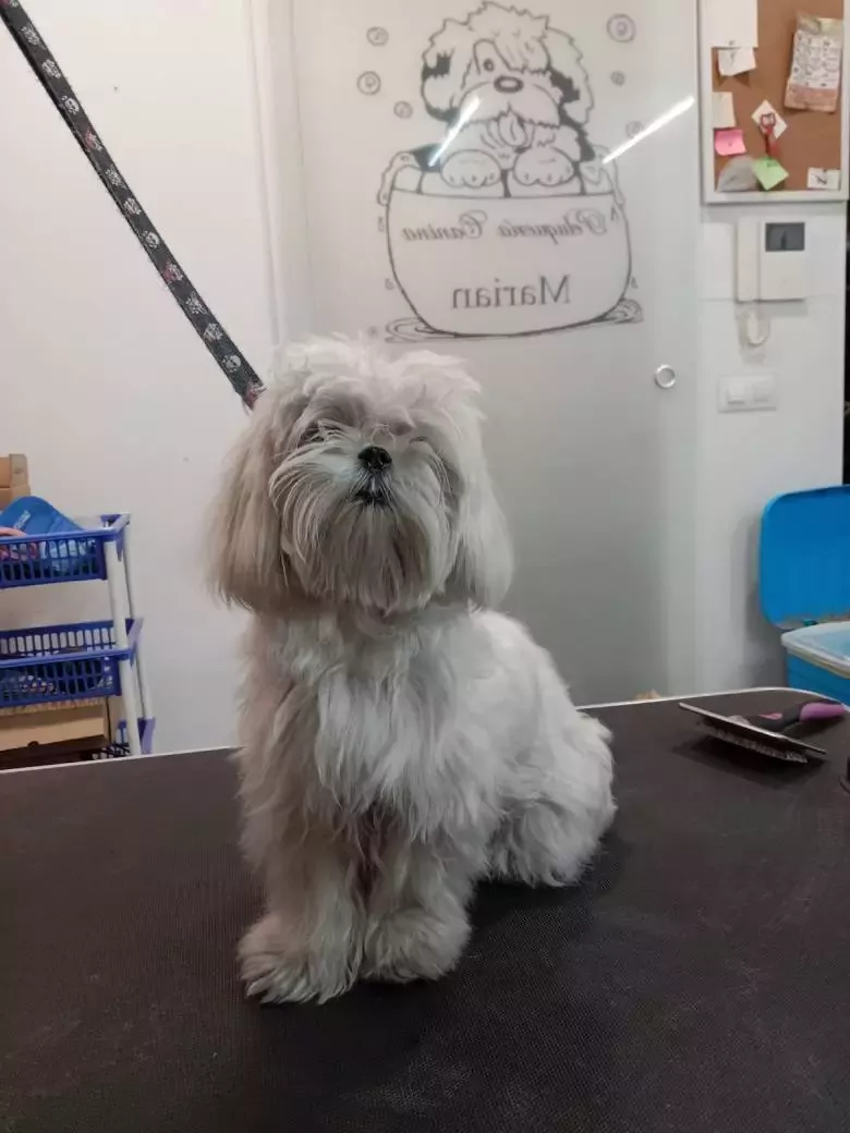 Peluquería canina Marian