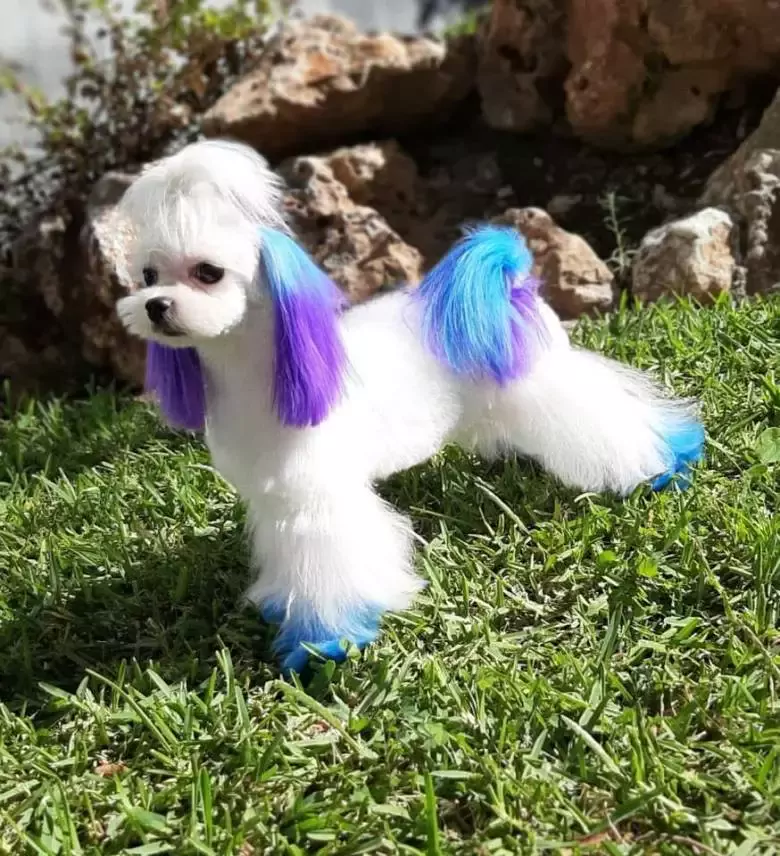 Villarcan Peluquería Canina