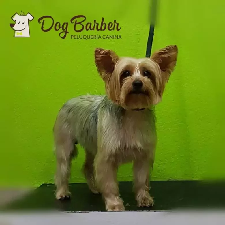 Peluquería canina Dog Barber