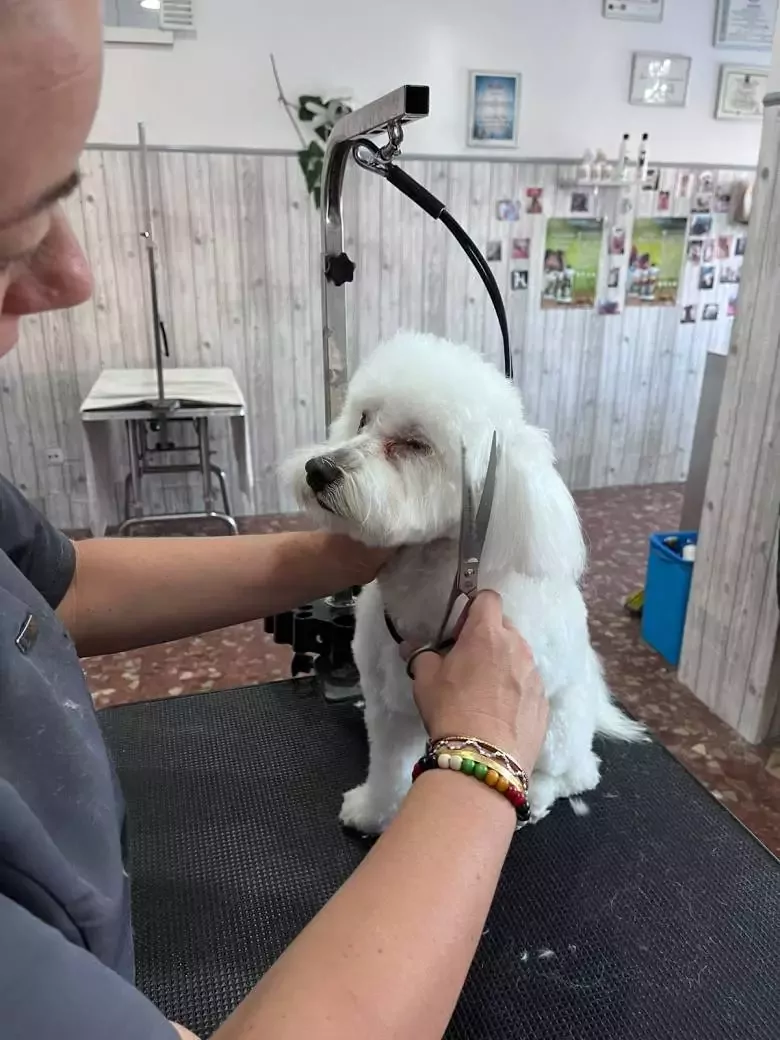 Centro de enseñanza y peluquería canina Cristercan