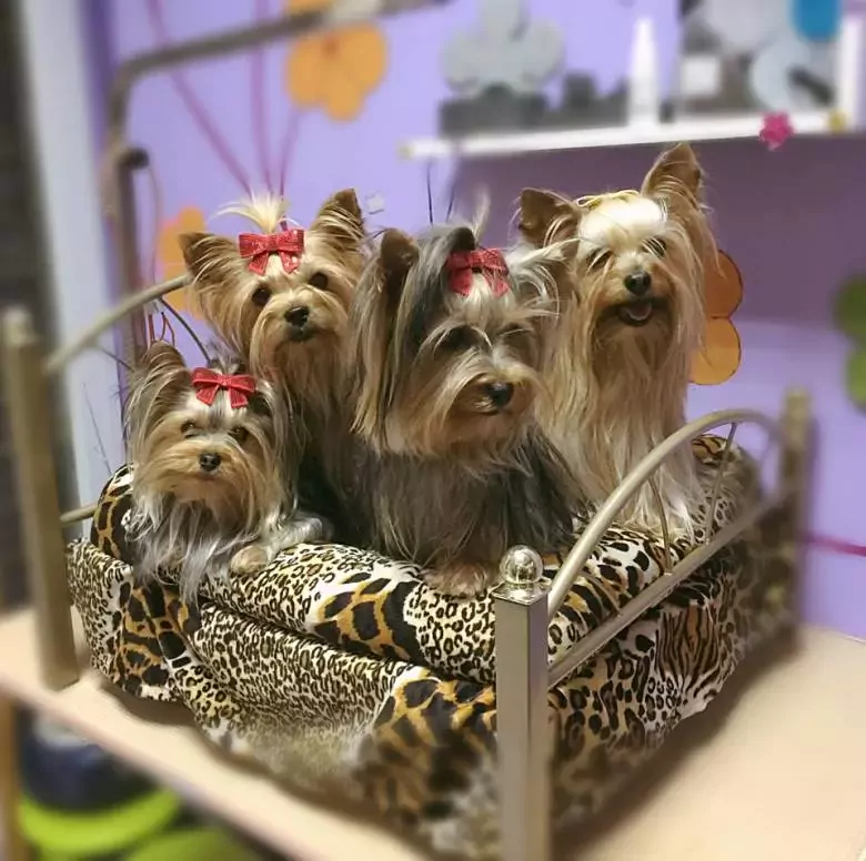 Mima'ls Perruqueria Canina y Clínica Veterinària