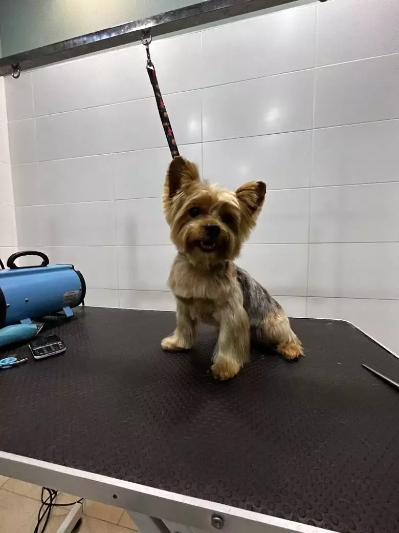 Peluqueria Canina Huellitas