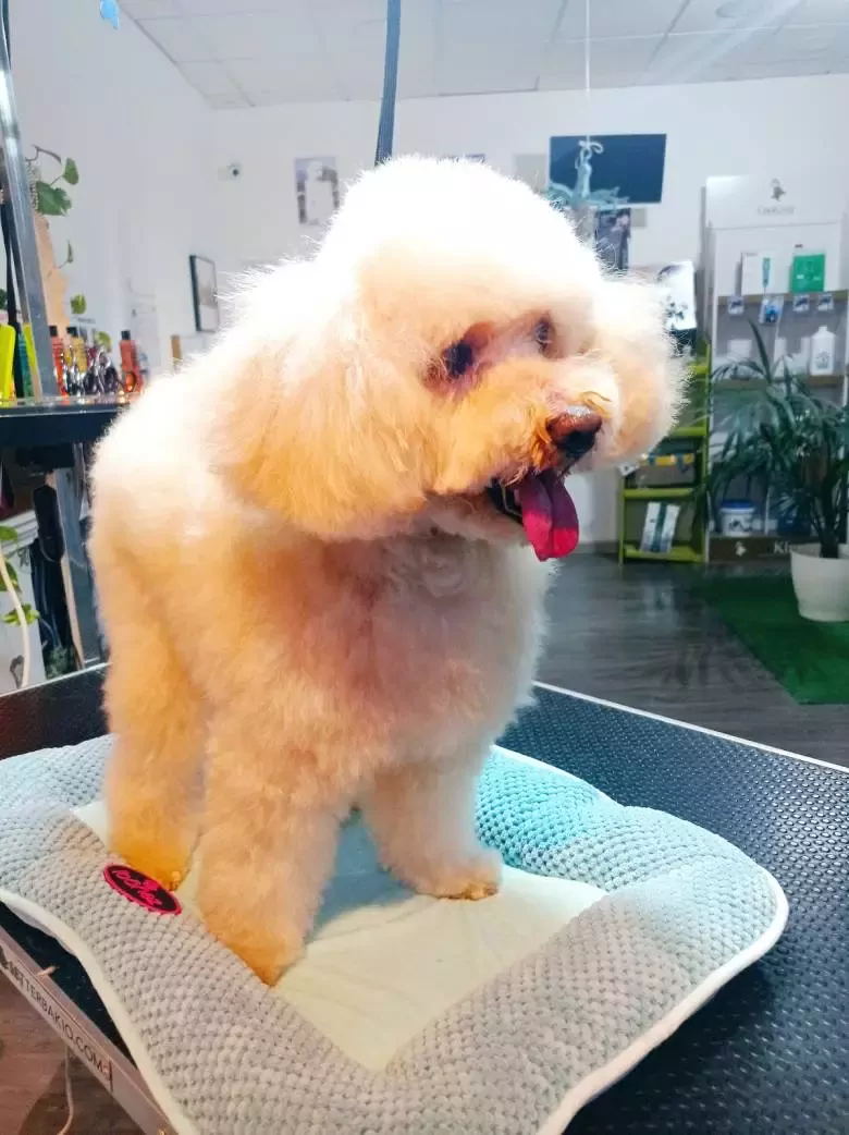 PELUQUERÍA CANINA ÓSCARGROOMER