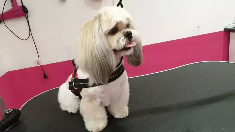 Masriera Groomer Peluqueria Canina