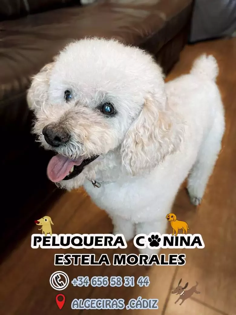 Estilismo Canino Estela Morales