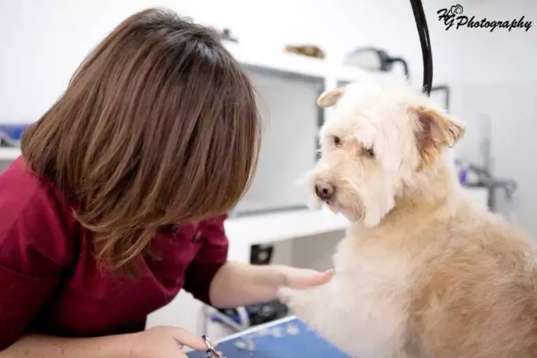 Gran Can Centro de Estética y Peluquería Canina