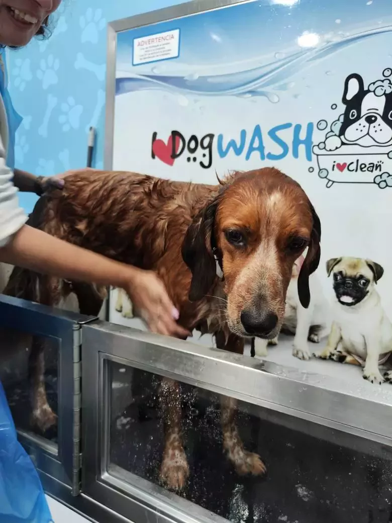 I Love Dog Wash Algeciras