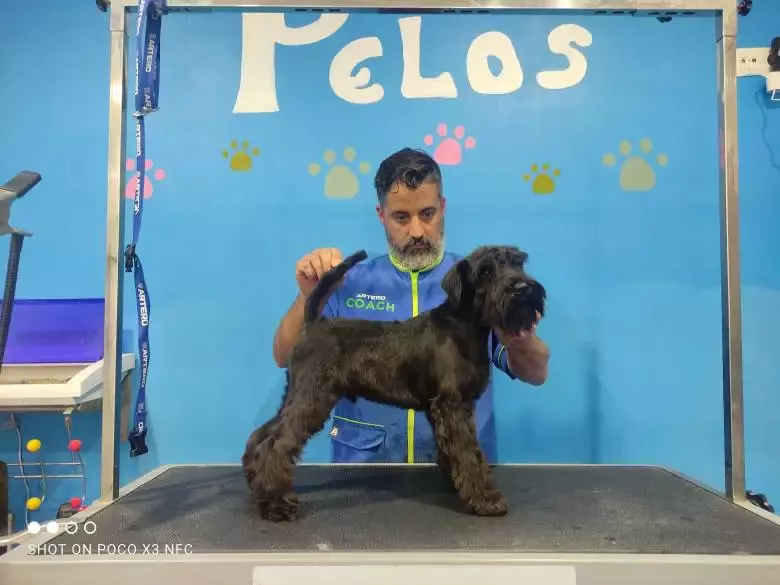 Peluqueria canina y consulta veterinaria Pelos