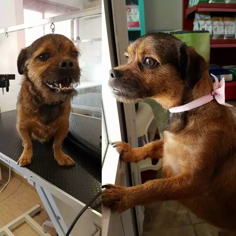 Peluquería Canina Lulú