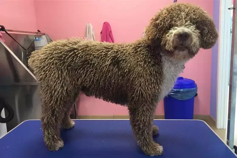 POR LOS PELOS peluqueria canina Torrevieja