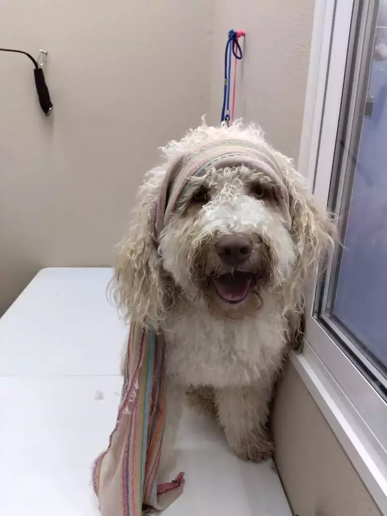 Peluquería canina Pelo chulo