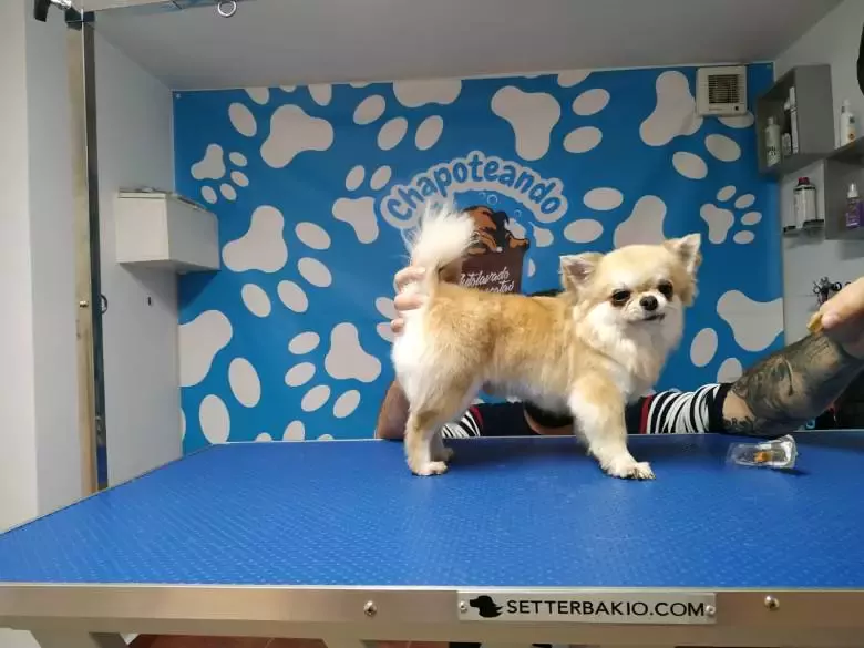 Chapoteando Peluqueria Canina y Autolavado De Mascotas