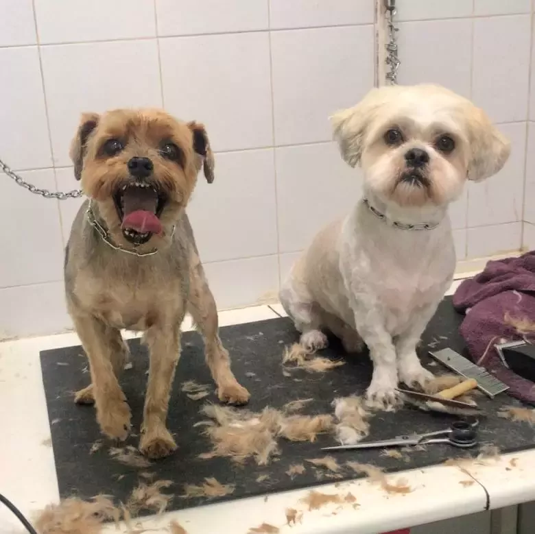 Mario el peluquero canino