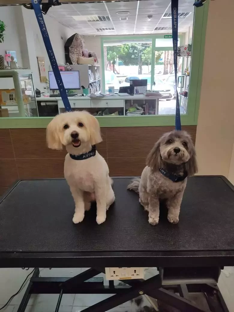 Peluqueria Canina Bambu