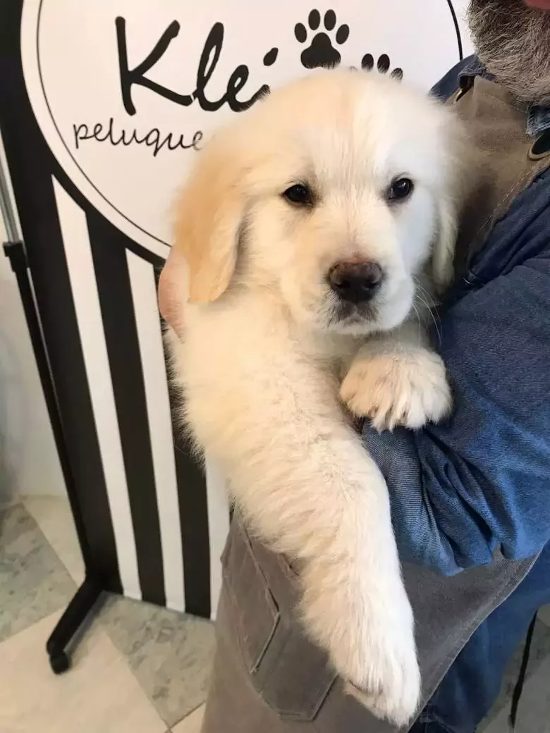 PELUQUERÍA CANINA EN LAS ROZAS KLEIN