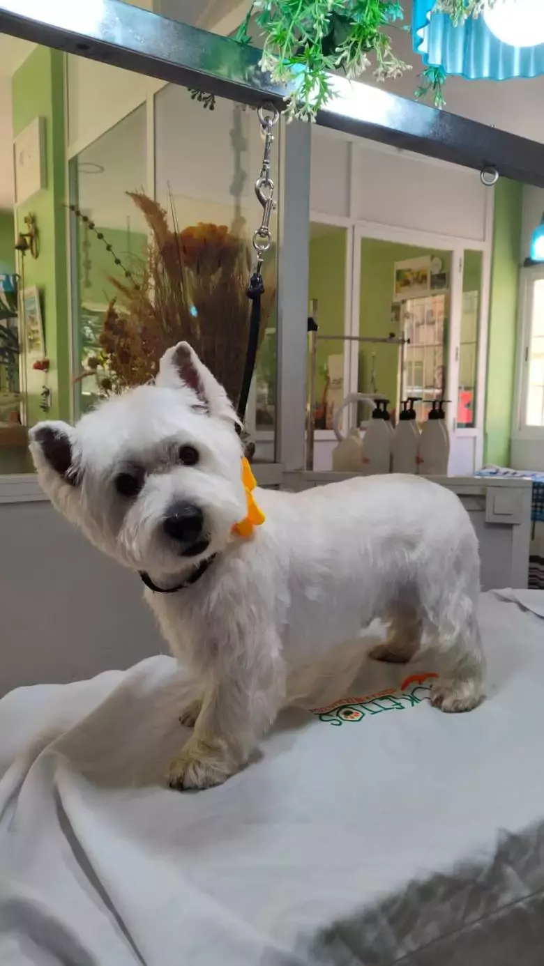 Cokettos Peluqueria y Spa de Mascotas