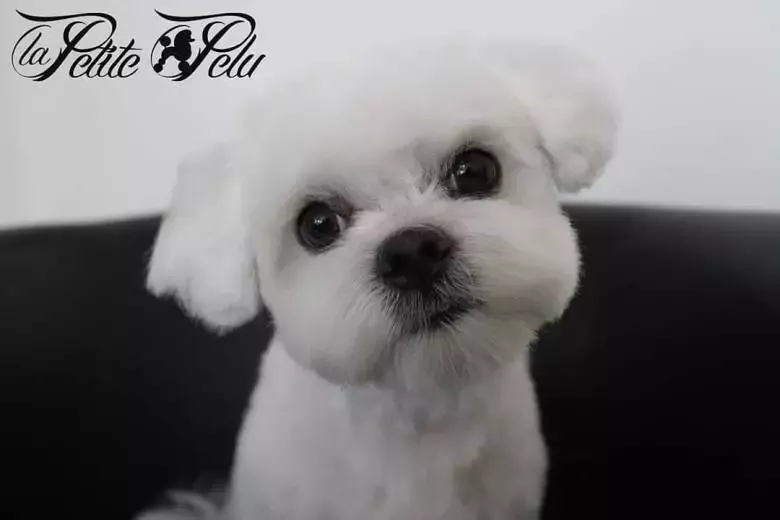 La Petite Pelu Salón de Peluquería Canina y Spa