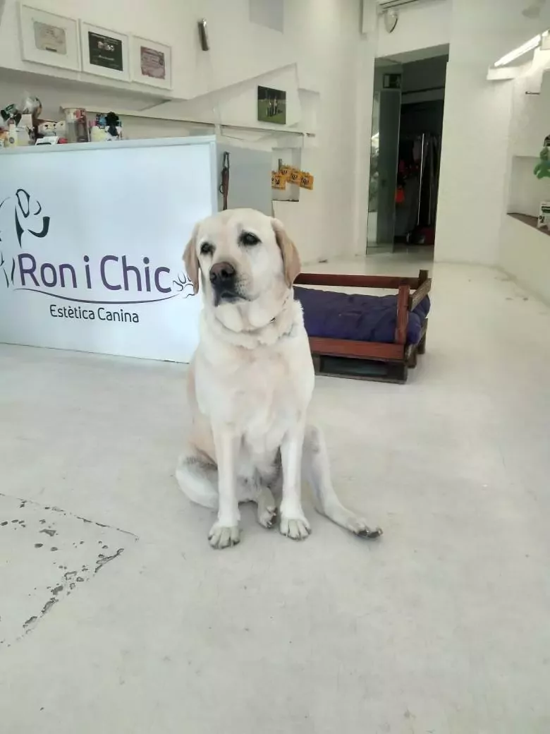 Ron i Chic Estètica Canina