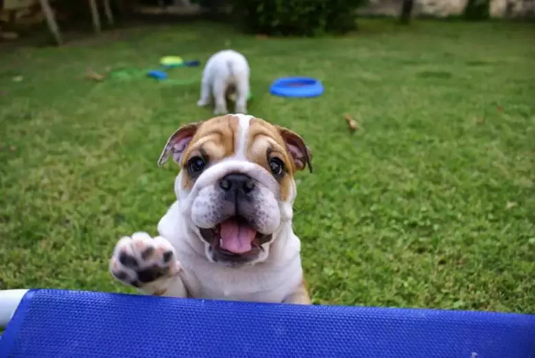 De Perros Cobisa Peluqueria Canina