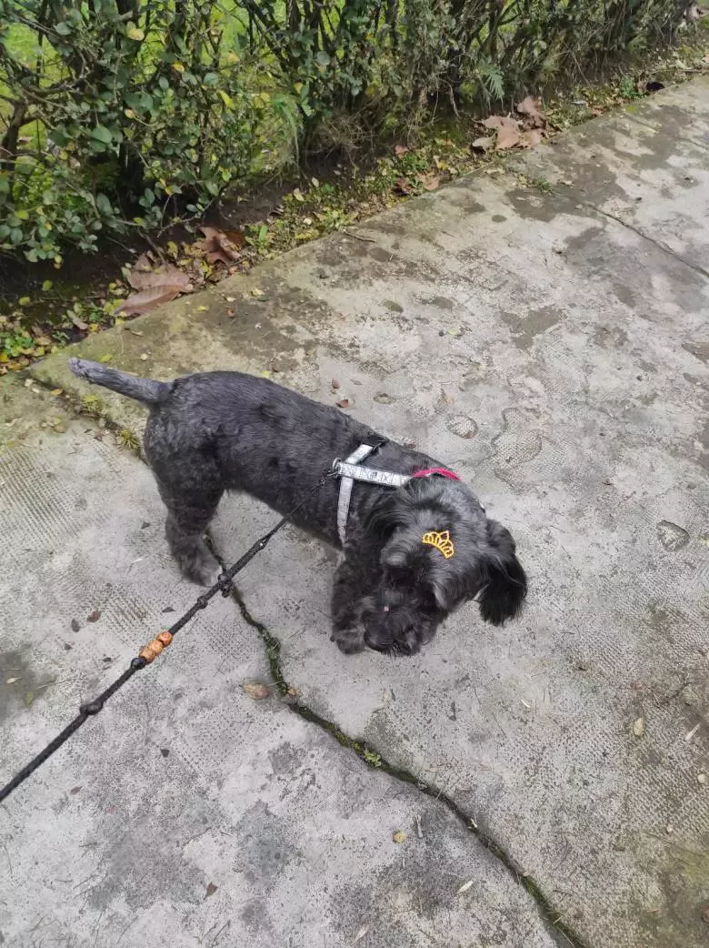 Peluquería canina Firulais