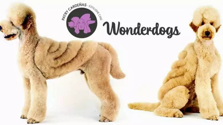 Wonderdogs