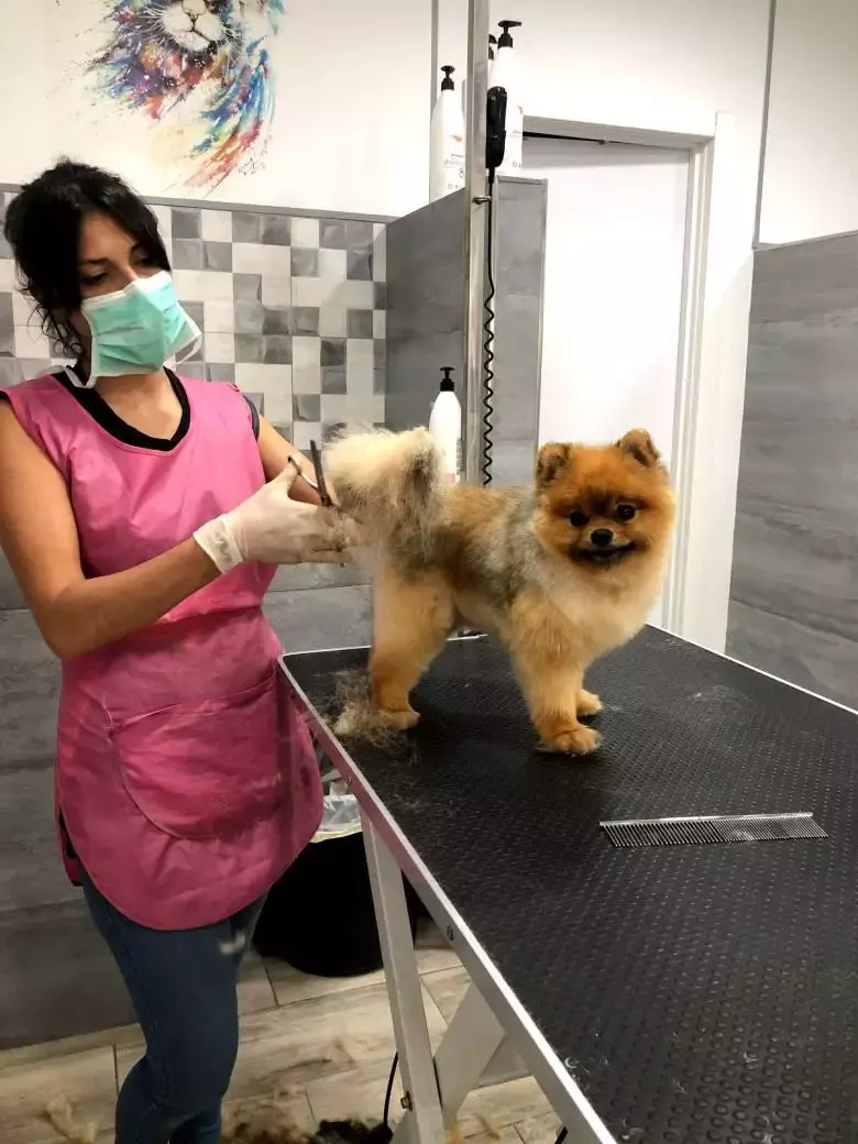 Destellos Peluqueria Canina