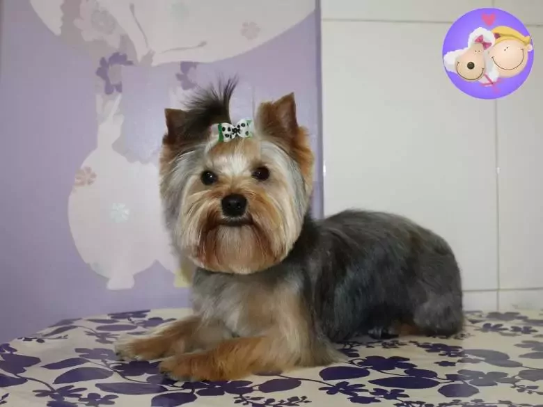 Génesis Gómez Peluquería Canina & Boutique