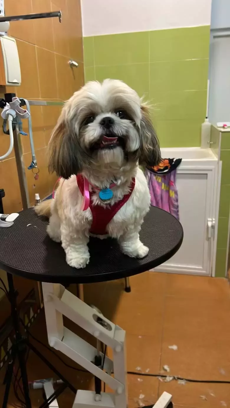 LenyGroomer Peluquería Canina