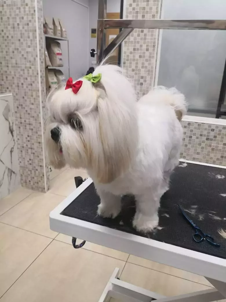 Peluquería Canina AMY