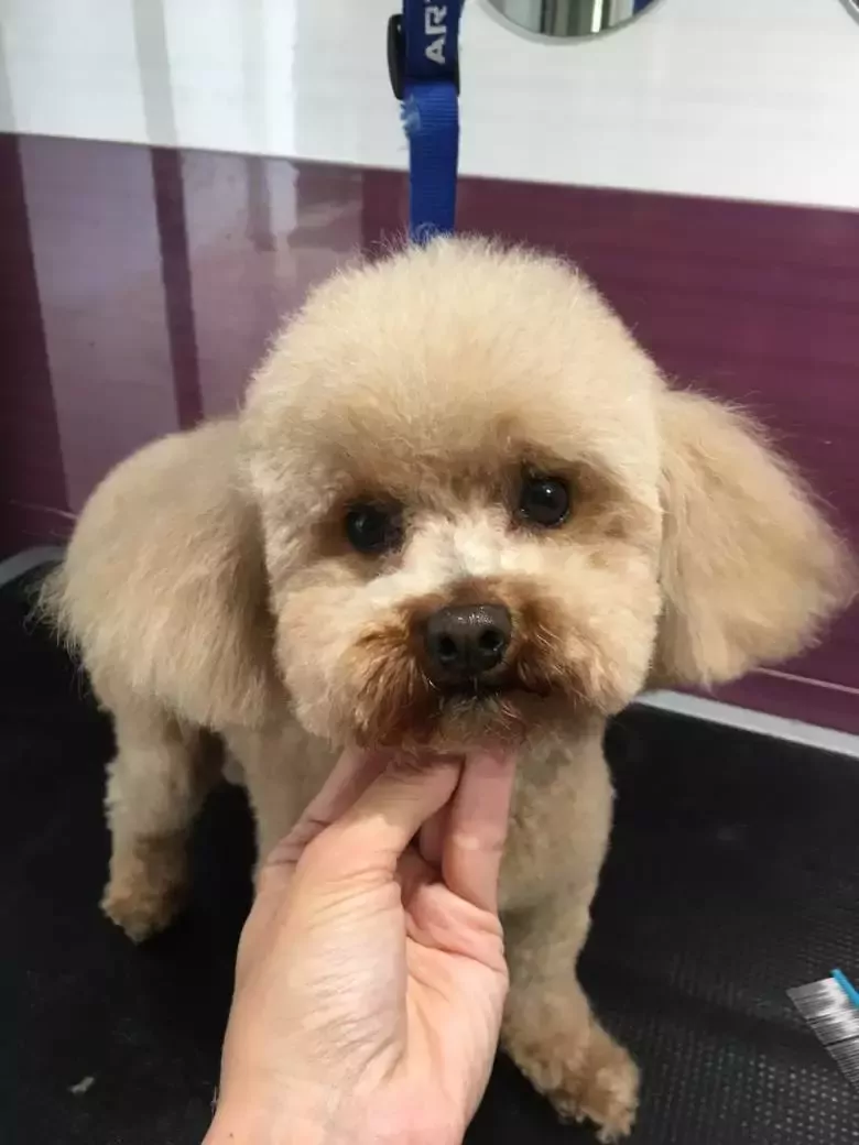 Peluquería Canina Mascotas Luna