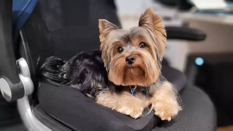 Salón de peluquería canina