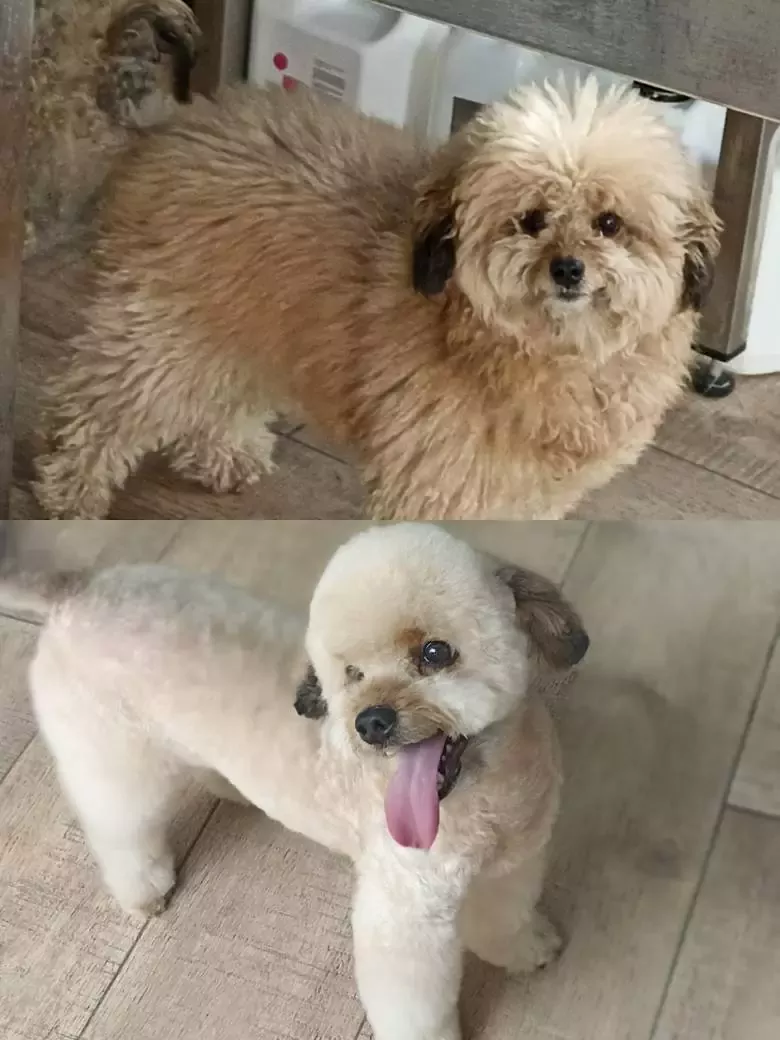 Bavieradog's Peluquería canina