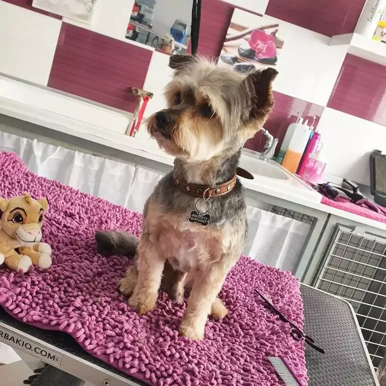 Simba Sur Tienda de animales y peluqueria canina