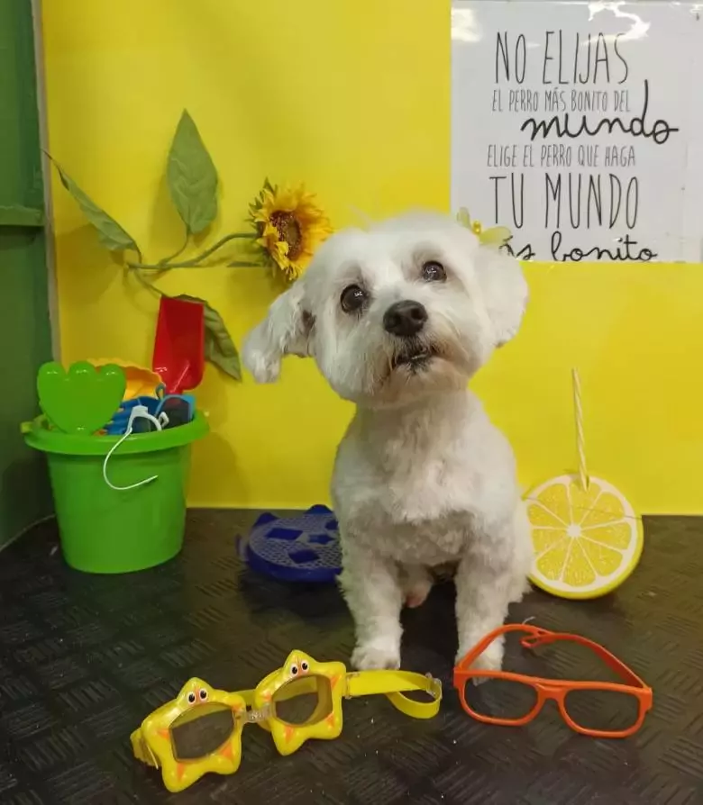 Tienda La Huella Peluqueria Y Estetica Canina