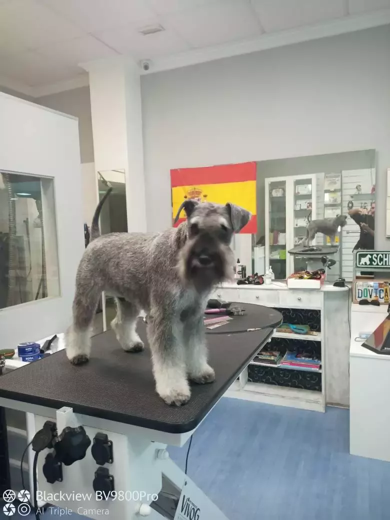 DoviCan Peluqueria Canina