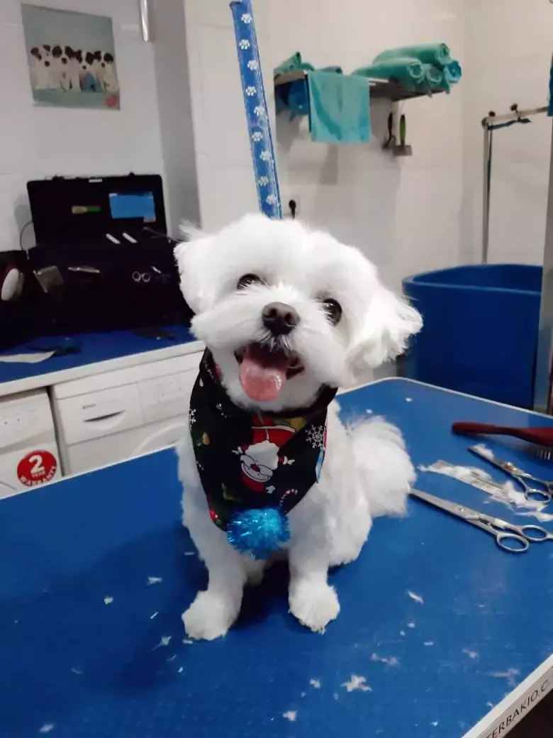 Peluquería Canina Barber Dog