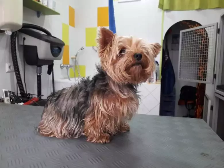 Peluquería Canina Gua Guapos