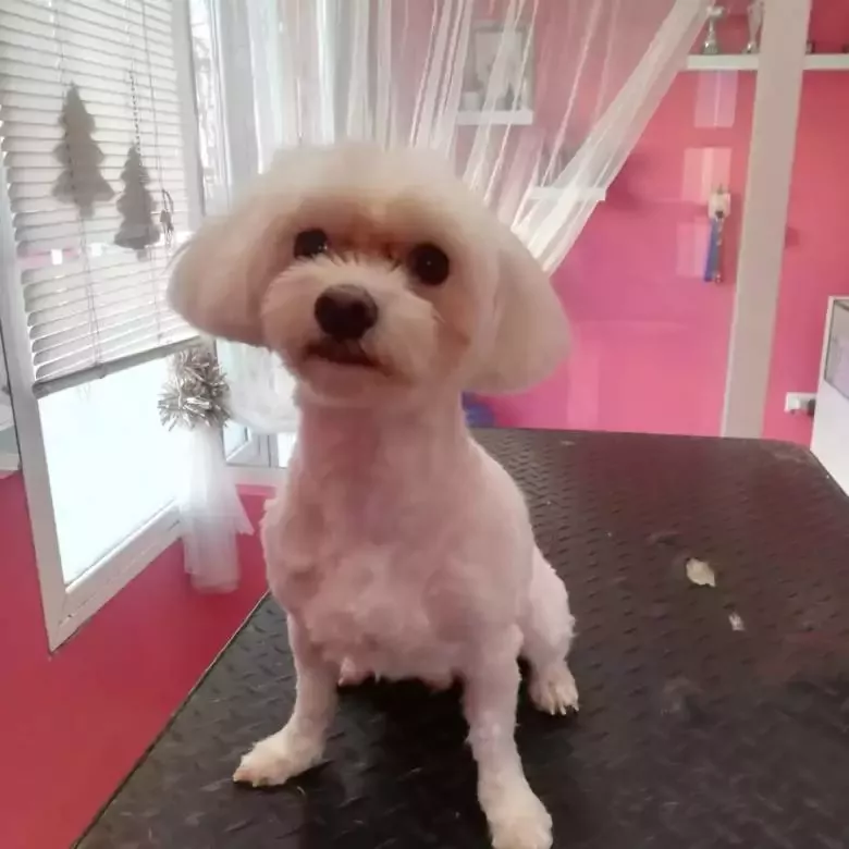 Peluqueria Canina Pampa