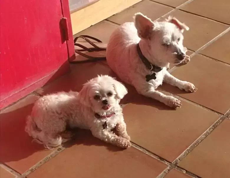 Ohana Dog peluquería canina de bajo estrés