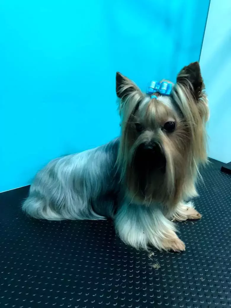 Peluqueria Canina Mordisquitos