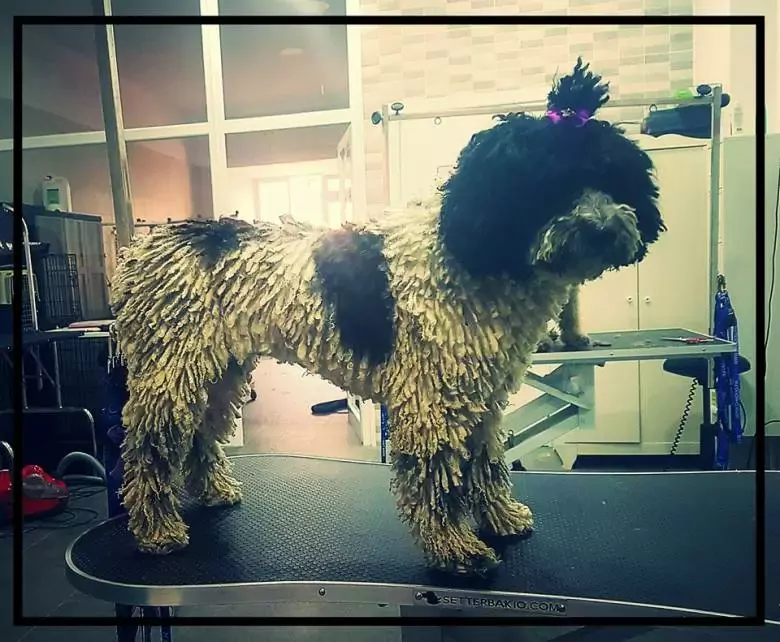 Peluquería Canina Sandra Rovira