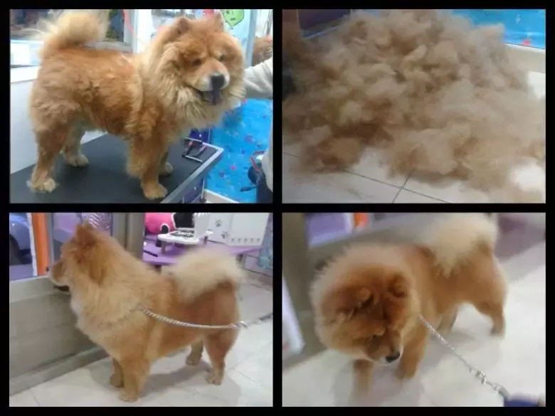 Peluquería Canina Coquetos Natura