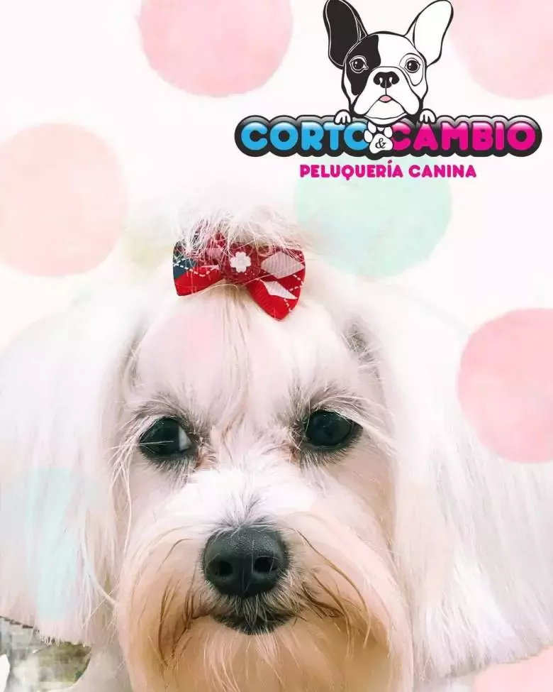 Peluquería Canina Corto & Cambio Peluquería Canina