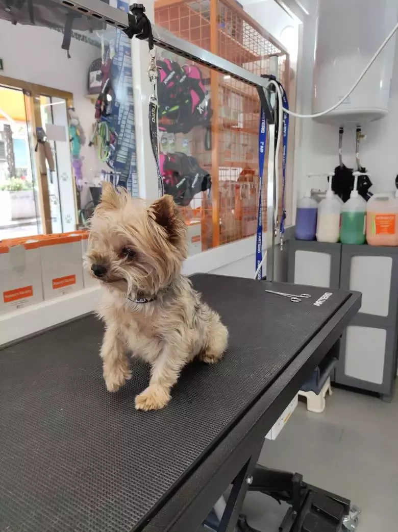 LUXE PELUQUERÍA CANINA Y FELINA