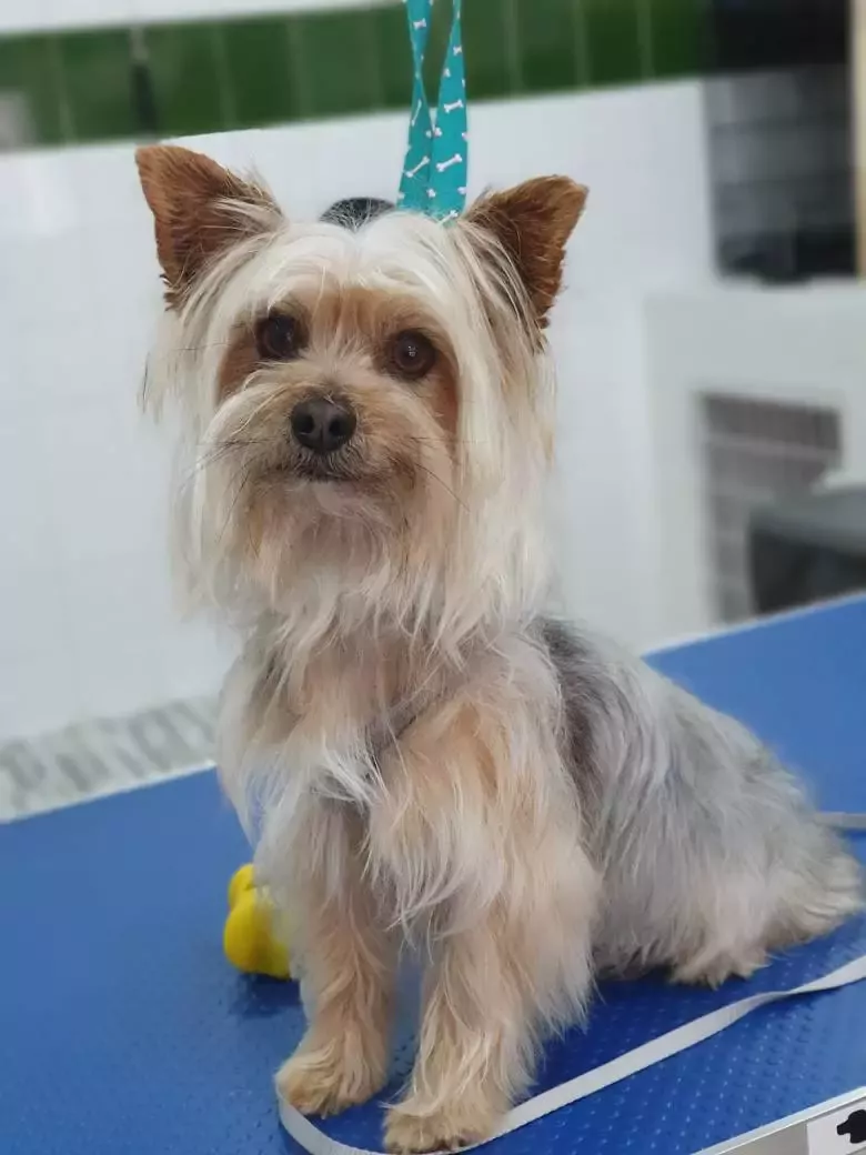 Peluqueria canina MANUELA